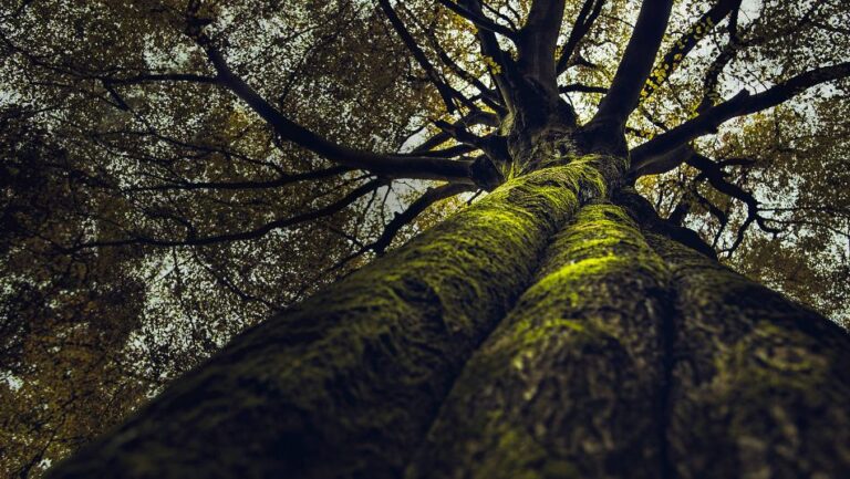 La Naturaleza como Infraestructura